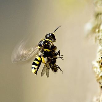 Ectemnius cephalotes female hastening towards the nest with a fly