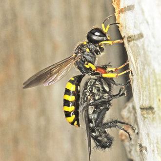 Ectemnius cephalotes with a large flesh-fly