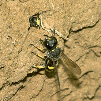 Male Ectemnius continuus getting nowhere with a male Cerceris rybyensis