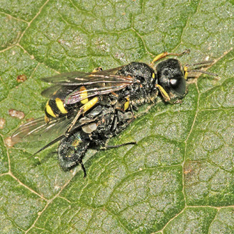 Ectemnius continuus with prey