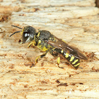 Male Ectemnius dives, a relatively recent coloniser of Britain