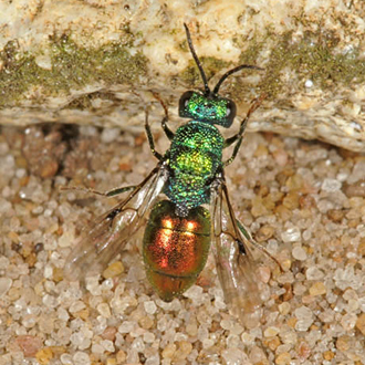 Elampus panzeri female, showing the distinctive flange at the base of the thorax