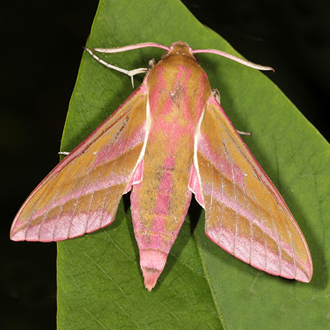 Elephant Hawk-moth (Deilephila elpenor)