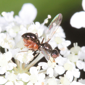 An ensign fly carrying a load of mites underneath