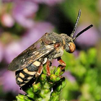 A female Epeolus cruciger cuckoo bee