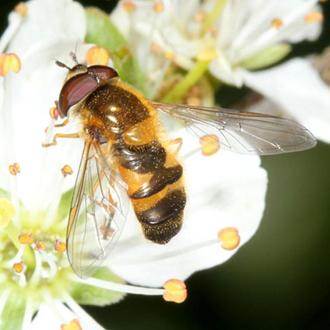 Epistrophe eligans male taking nectar from Cherry blossom in March 2012