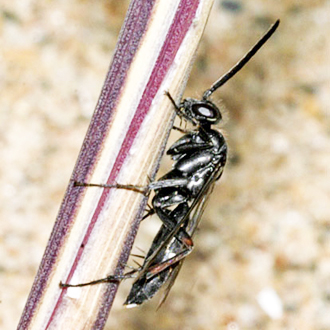 Episyron rufipes male, as usual much smaller than the female