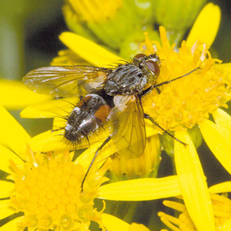 A fourth tachinid fly, Eriothrix rufomaculata
