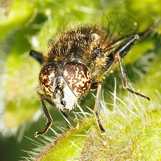 The hoverfly Eristalinus sepulchralis has uniquely spotted eyes