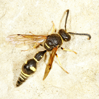 Male Eumenes coarctatus showing the distinctive shape of the abdomen