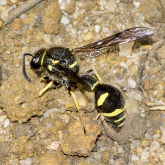 Eumenes coarctatus female gathering clay for the construction of pots on heather or gorse
