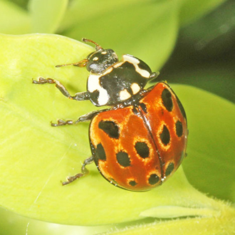 Eyed Ladybird (Anatis ocellata), a large species breeding on conifers