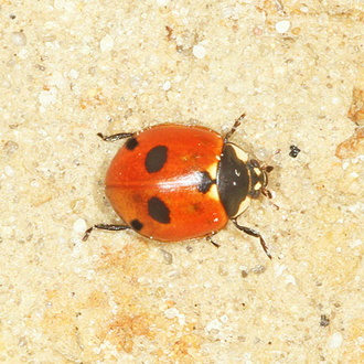 The Five-spot-Ladybird (Coccinella 5-punctata) is associated with river shingle and very rare