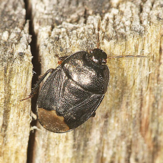 Forget-me-not Shieldbug