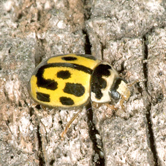 A Fourteen-spotted Ladybird (Propylea quatordecimpunctata) with typical markings