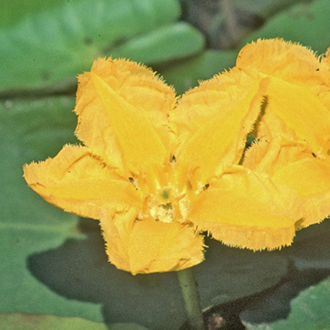 Fringed Water-lily (Nymphoides peltatus) with damselfly