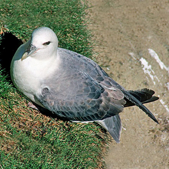 Fulmars (Fulmaris glacialis) have to be approached carefully