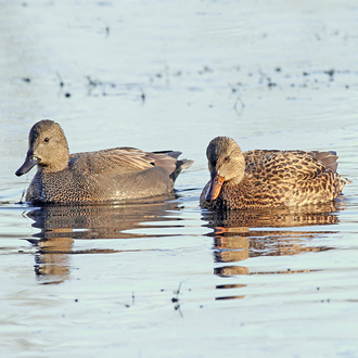 Gadwall (Anas strepera) pair feeding together in shallow water