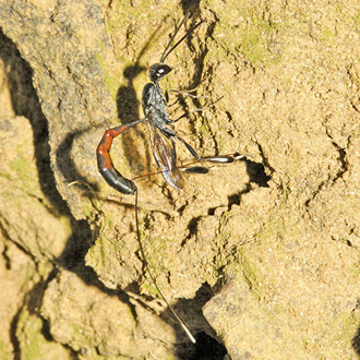 Gasteruption jaculator with her ovipositor in a bee's burrow