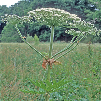 Pest number 4: Giant Hogweed (Heracleum mantegazzianum)