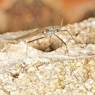 Gnophomyia viridipennis