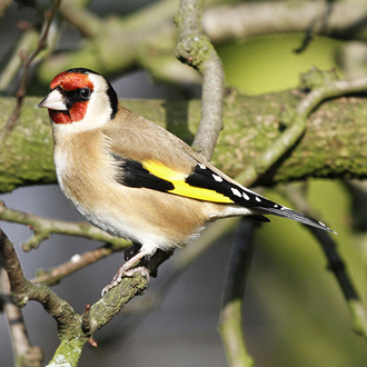 Goldfinches (Carduelis carduelis) gorge themselves on thistle seeds in late summer