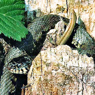 A Common Lizard (Lacerta vivpara) is in no danger - they are not on the menu