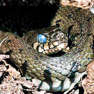 Grass Snake (Natrix natrix) about to shed its skin - note the milky eye