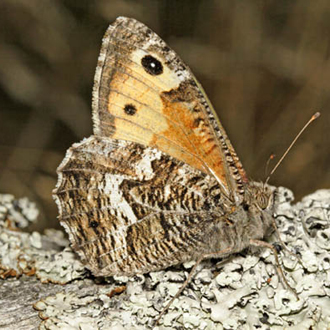 Grayling (Hipparchia semele) used to be a common butterfly on heathland