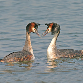 Great Crested Grebes (Podiceps cristatus) in all their courtship glory