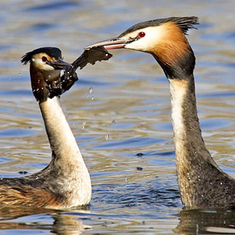 Weed ceremony using decaying leaves in the absence of live vegetation