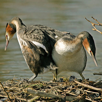 Exchanging duties on the nest with chicks