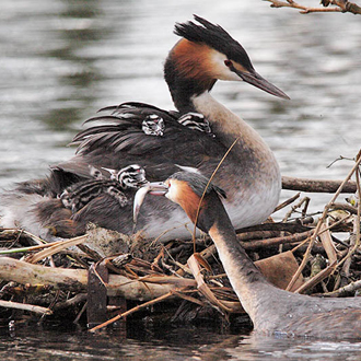 Male Great Crested Grebe feeding a chick