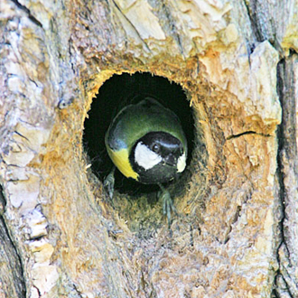 Great Tits (Parus major) nest in holes in trees, but walls or nest-boxes do just as well