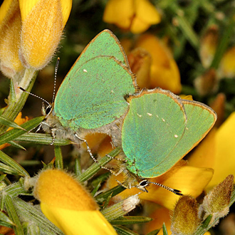 A pair of Green Hairstreaks (Callophrys rubi) mating