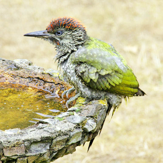 A juvenile after a bath, showing the duller markings