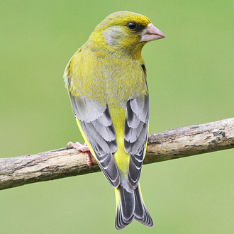 The beak of the Greenfinch (Carduelis chloris) can exert considerable pressure