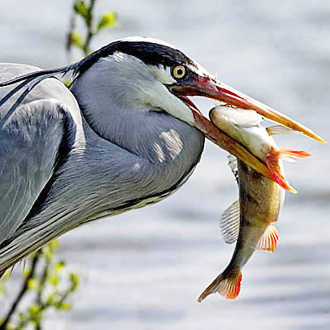 Time to eat 1: fish are the standard, usually from 10-16cm in length