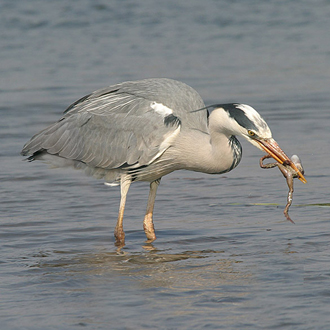 Time to eat 2: amphibians are also fair game for Grey Herons