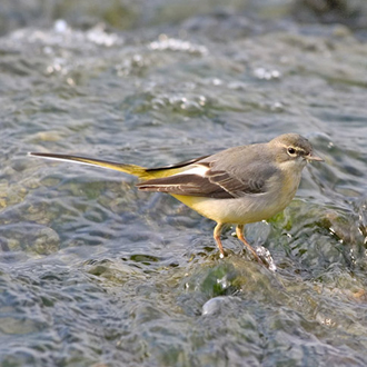 Grey Wagtails (Motacilla cinerea) are commoner further north