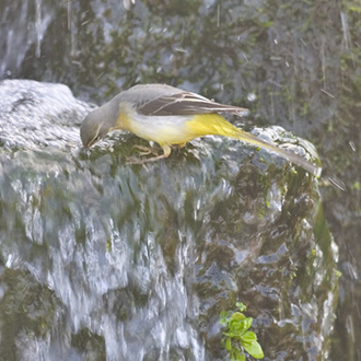 Aquatic or land-based invertebrates provide the staple diet