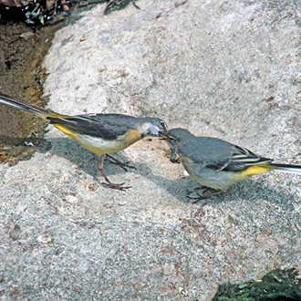 One of a hungry brood of four being fed