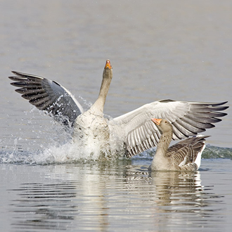 A pair of Greylag Geese (Anser anser)