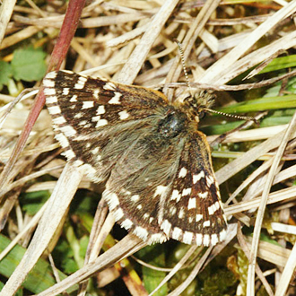Grizzled Skippers (Pyrgus malvae) are dull in colour but dainty