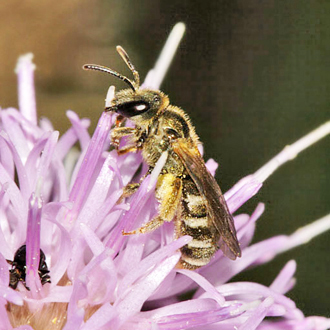 Female Halictus confusus, one of the rarer mebers of the genus