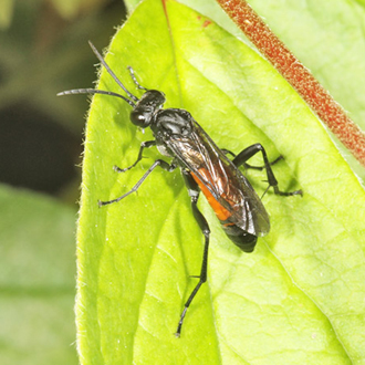The Hazel Sawfly (Croesus septentrionalis) bears a striking resemblance to some spider-hunting wasps