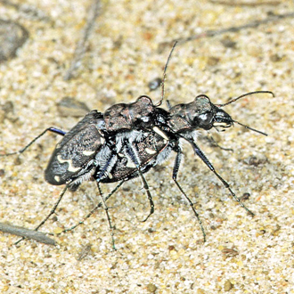 Heath tiger Beetles (Cicindela sylvatica) mating