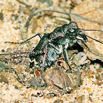 Heath Tiger Beetle female egg-laying in the ground