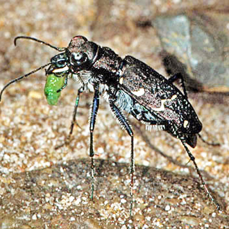 Heath Tiger Beetle consuming a caterpillar