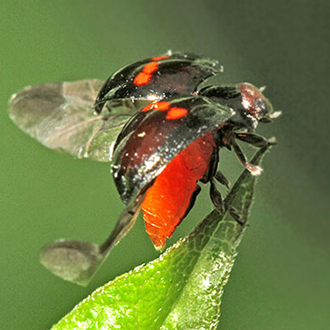 Heather Ladybird (Chilocorus bipustulatus) taking off